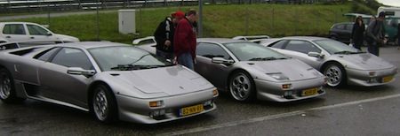 3 wilde grijze stieren op Zandvoort