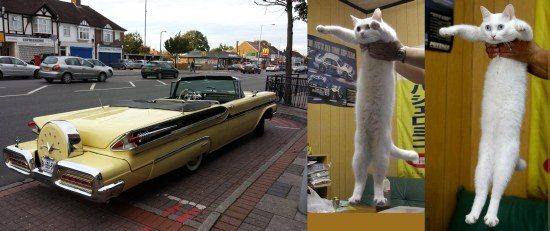 Longcat