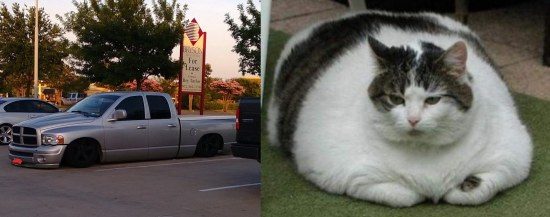Ram-cat