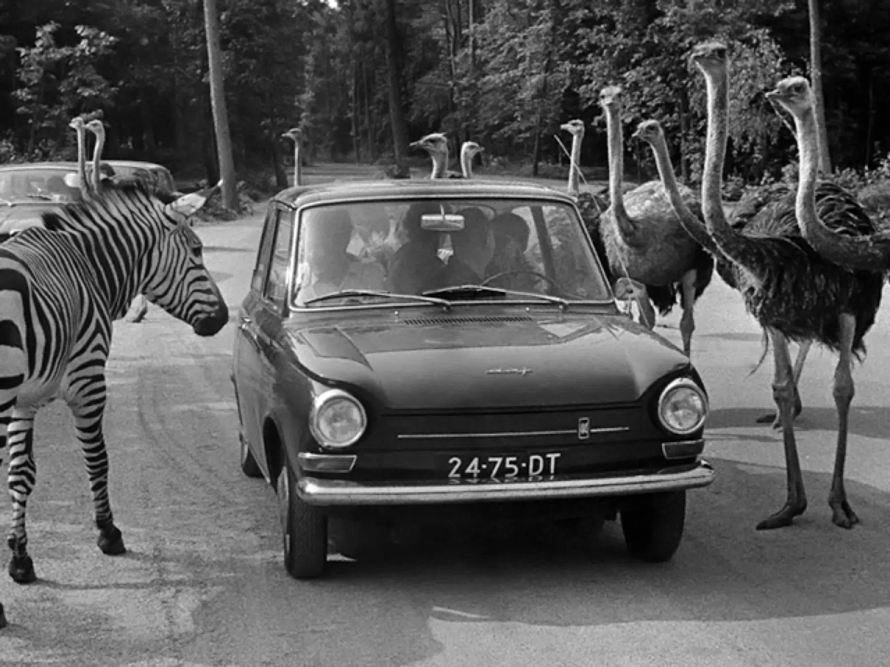 Michelotti