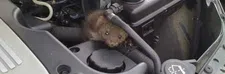 Thumbnail for article: Binnenkort gaat de steenmarter ook aan jouw auto eten
