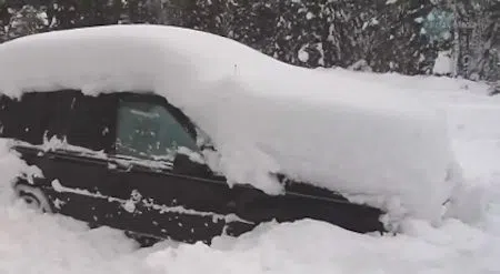 Into the Wild: de Sneeuw Editie