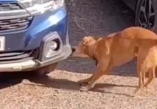 Wist je dat honden ook autobumpers lusten?